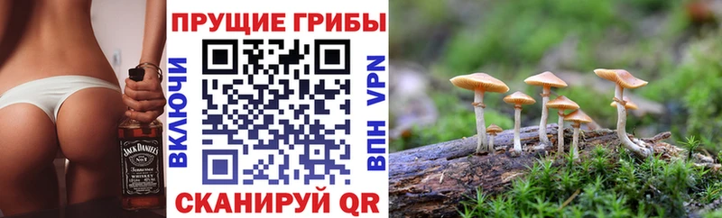 Купить закладки  Качканар  Псилоцибиновые грибы мухоморы 